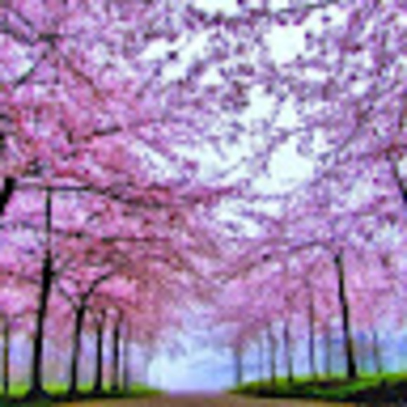 Meet your Posher, Ayreanna - Picture 1 of 1